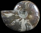Polished Ammonite Fossil - Madagascar #59896-1